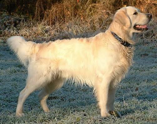 Django - Labrador Retriever available for adoption