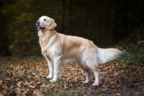 Django - Labrador Retriever available for adoption