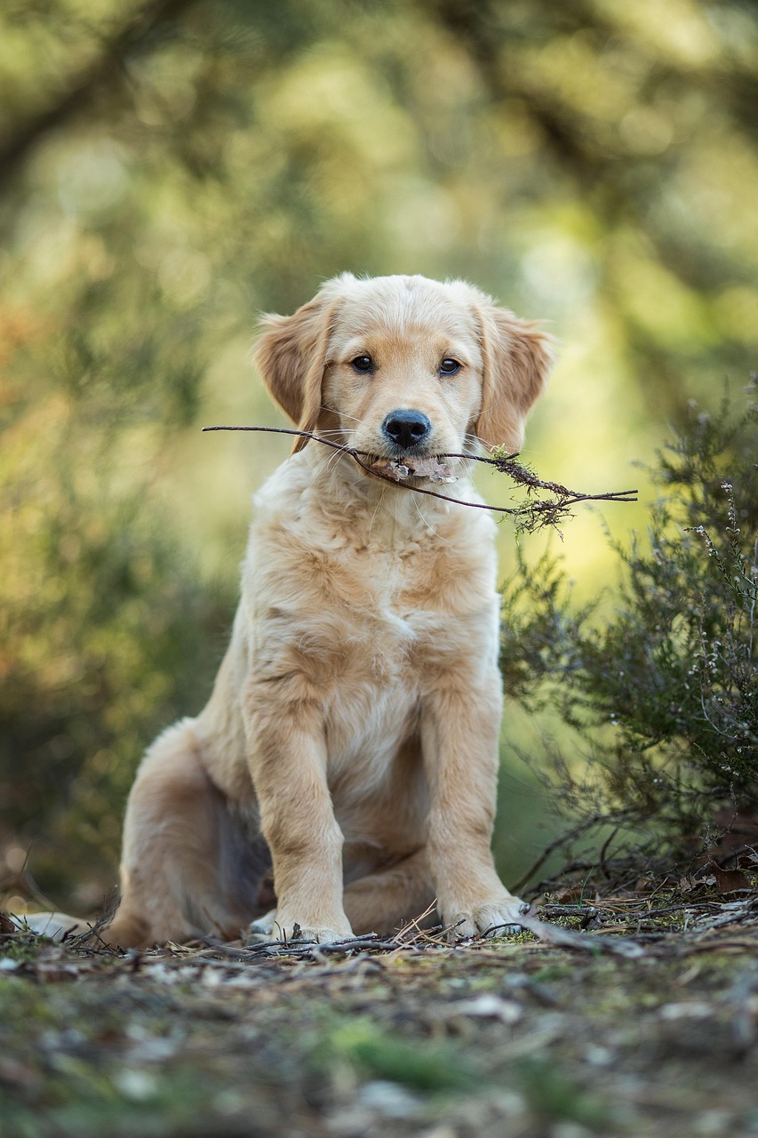 Django - Labrador Retriever available for adoption