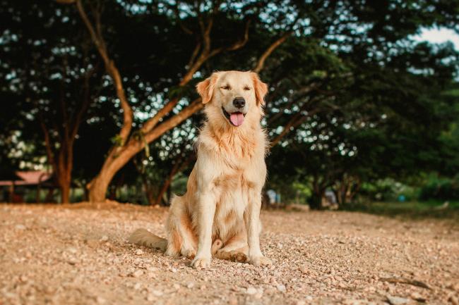 Climzo - Golden Retriever available for adoption