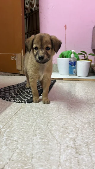 Puppy Litter – HSR Layout - Other / Unknown available for adoption