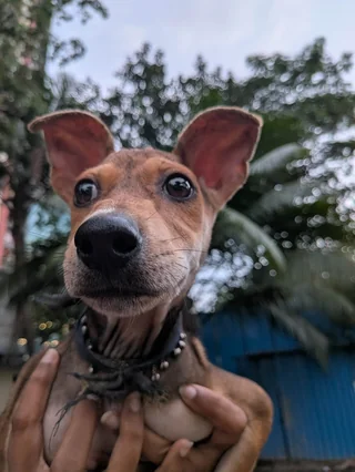 Gimmi - Indian Pariah Dog (Indie) available for adoption