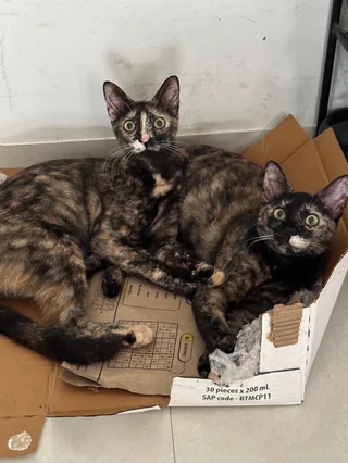 Bonded Cat Sisters - Unknown available for adoption