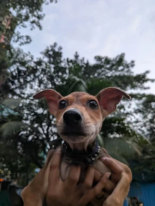 Gimmi - Indian Pariah Dog (Indie) available for adoption