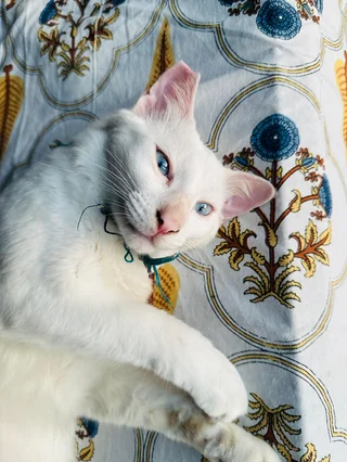 Cotton - Breed Cat available for adoption