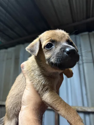 Puppy Litter – Gachibowli - Indian Pariah Dog (Indie) available for adoption