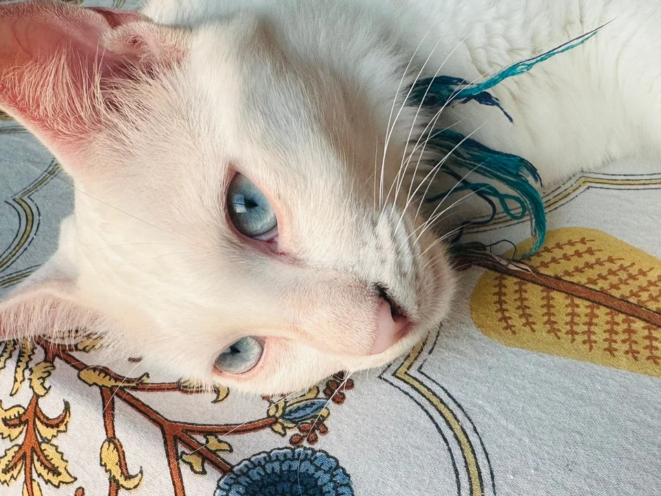 Cotton - Breed Cat available for adoption