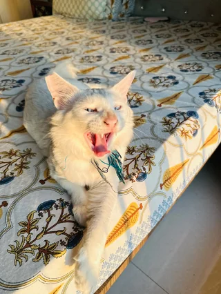 Cotton - Breed Cat available for adoption
