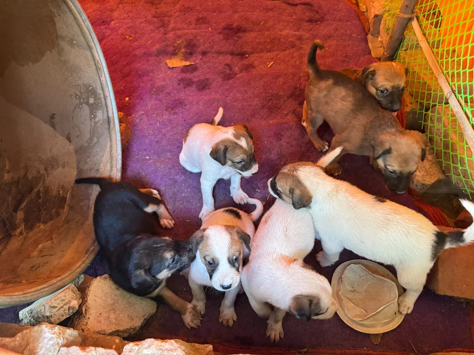 7 Puppy Litter – Bholu, Brownie, Cheenu, Choco, Dil, Puchku & Tez - Mixed Breed available for adoption