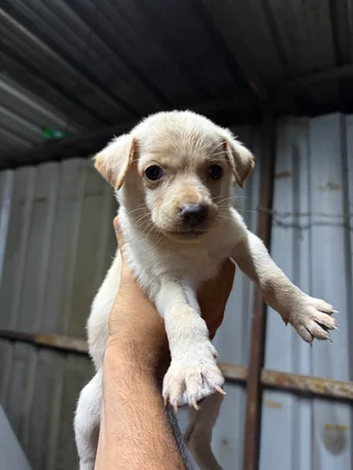 Puppy Litter – Gachibowli - Indian Pariah Dog (Indie) available for adoption