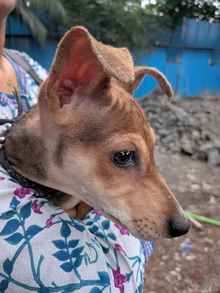 Gimmi - Indian Pariah Dog (Indie) available for adoption