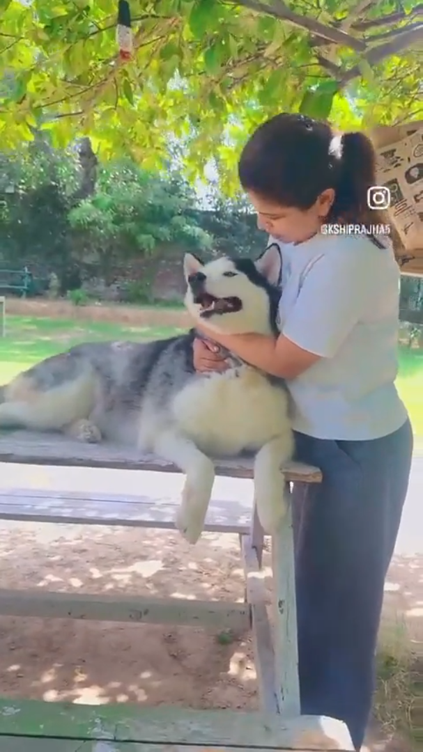 Lucifer & Sultan - Siberian Husky available for adoption
