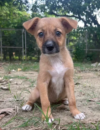 Imli, Mishri & Kulfi - Indian Pariah Dog (Indie) available for adoption