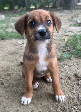 Imli, Mishri & Kulfi - Indian Pariah Dog (Indie) available for adoption
