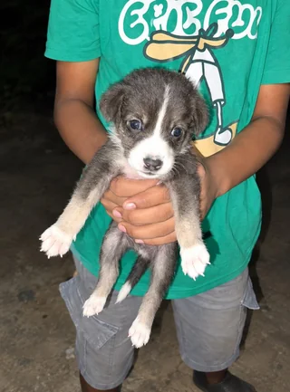 Orphaned Puppies 4 counts - Indian Pariah Dog (Indie) available for adoption