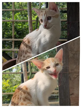 Cattie - Unknown available for adoption