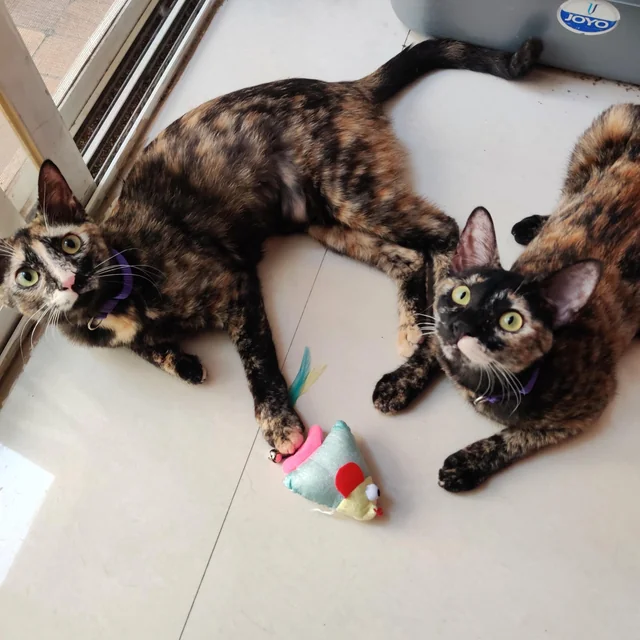 Bonded Cat Sisters - Unknown available for adoption