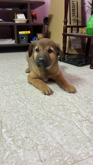 Puppy Litter – HSR Layout - Other / Unknown available for adoption