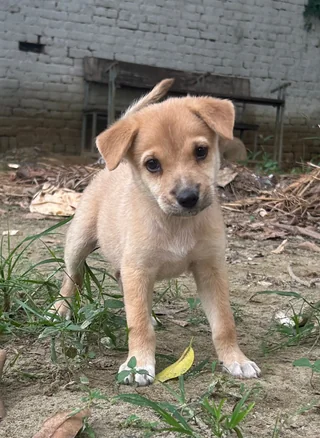 Imli, Mishri & Kulfi - Indian Pariah Dog (Indie) available for adoption