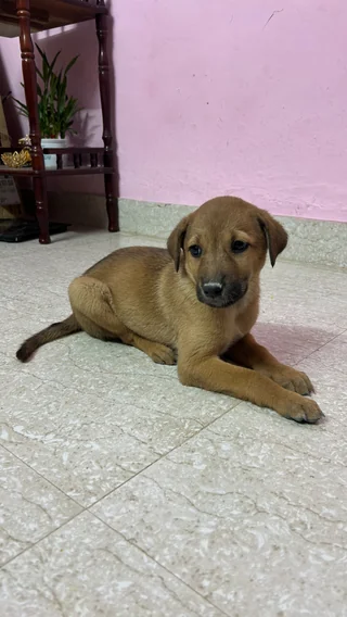 Puppy Litter – HSR Layout - Other / Unknown available for adoption