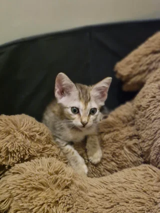 Mimi - Indie / Domestic Cat available for adoption