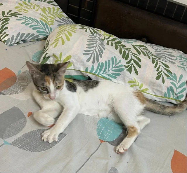 Nivi - Indie / Domestic Cat available for adoption