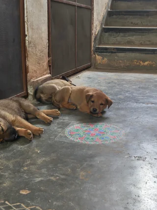 Puppy Litter – HSR Layout - Other / Unknown available for adoption