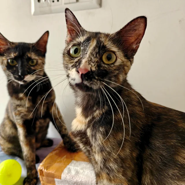Bonded Cat Sisters - Unknown available for adoption