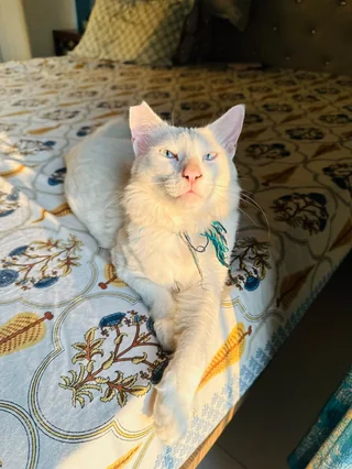 Cotton - Breed Cat available for adoption