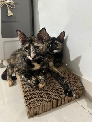 Bonded Cat Sisters - Unknown available for adoption
