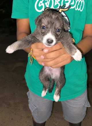 Orphaned Puppies 4 counts - Indian Pariah Dog (Indie) available for adoption
