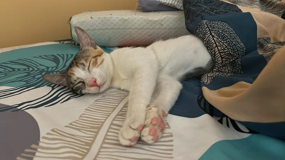 Nivi - Indie / Domestic Cat available for adoption