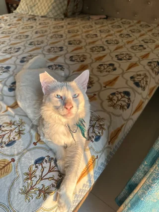 Cotton - Breed Cat available for adoption