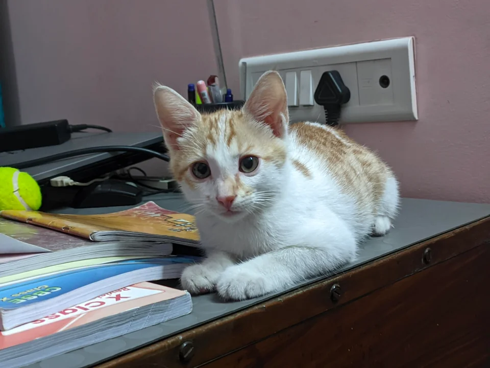 Cattie - Unknown available for adoption