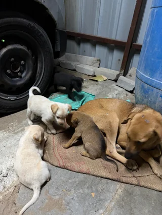 Puppy Litter – Gachibowli - Indian Pariah Dog (Indie) available for adoption