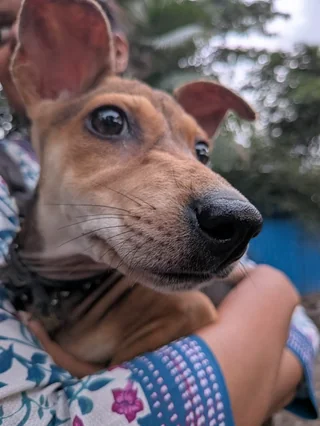 Gimmi - Indian Pariah Dog (Indie) available for adoption