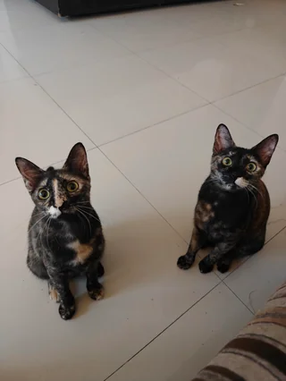 Bonded Cat Sisters - Unknown available for adoption