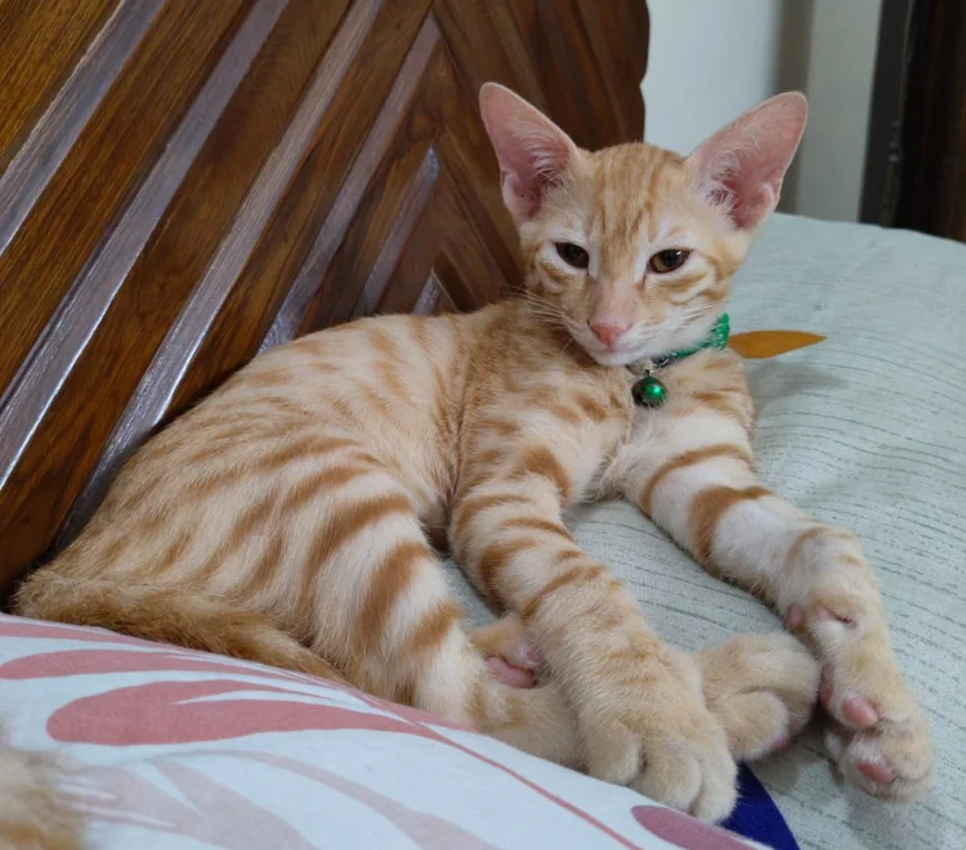 Milo - Unknown available for adoption