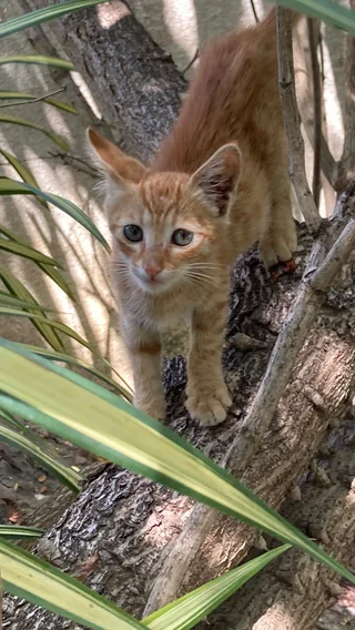 Pumpkin - Indie / Domestic Cat available for adoption